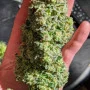 Cannabis seeds Original AUTO CRITICAL from Fast Buds