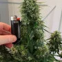 Насіння конопель Original AUTO TRAINWRECK від Fast Buds