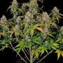 Насіння конопель Original AUTO CHEMDAWG від Fast Buds