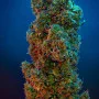Cannabis seed variety Divine OG Kush