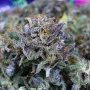 Cannabis seed variety Divine OG Kush