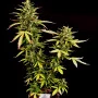 Сорт семян каннабиса Auto Pablo Escobar