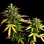Сорт семян каннабиса Auto Pablo Escobar