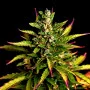 Сорт семян каннабиса Auto Pablo Escobar