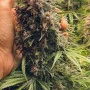 Cannabis seeds TROPICANA Cookies Auto from Fast Buds