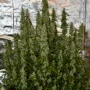 Насіння конопель GREEN CRACK Auto від Fast Buds