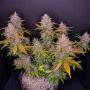 Cannabis seeds LSD-25 Auto from Fast Buds