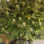 Семена конопли GRAPEFRUIT Auto от Fast Buds