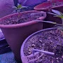 Семена конопли Insane OG от Barney's Farm