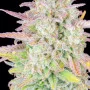 Семена конопли Original TRAINWRECK Auto от Fast Buds