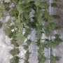Семена конопли Wedding CHEESECAKE FF от Fast Buds