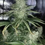 Сорт семян каннабиса Northern Lights