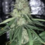 Сорт семян каннабиса Northern Lights