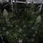 Сорт семян каннабиса Northern Lights
