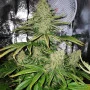 Сорт семян каннабиса Northern Lights