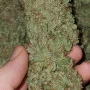 Сорт семян каннабиса Northern Lights