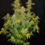 Cannabis seeds BLUE DREAM Auto from Fast Buds