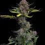 Семена конопли GORILLA PUNCH Auto от Fast Buds