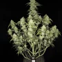Cannabis seeds PAPAYA COOKIES Auto™ from Fast Buds