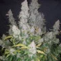 Насіння конопель STARDAWG Auto від Fast Buds