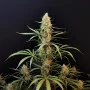 Cannabis seeds Original JACK HERER Auto from Fast Buds