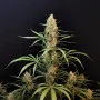 Семена конопли Original AUTO JACK HERER от Fast Buds
