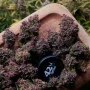 Насіння конопель PURPLE HAZE Auto™ від Fast Buds