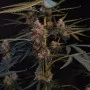 Cannabis seeds Original NORTHERN LIGHTS Auto from Fast Buds