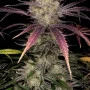 Насіння конопель BRUCE BANNER Auto від Fast Buds