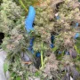 Насіння конопель RAINBOW MELON ™ від Fast Buds