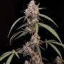 Семена конопли Original AUTO AK от Fast Buds