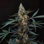 Cannabis seeds Original NORTHERN LIGHTS Auto from Fast Buds