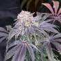 Насіння конопель LEMON MANDARIN ™ від Fast Buds