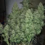 Cannabis seeds Original AUTO CRITICAL from Fast Buds