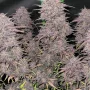 Насіння конопель BLACKBERRY Auto від Fast Buds