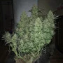 Насіння конопель Original CRITICAL Auto від Fast Buds