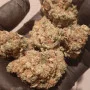 Насіння конопель LEMON MANDARIN ™ від Fast Buds
