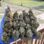 Насіння конопель Original AUTO TRAINWRECK від Fast Buds