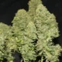 Семена конопли West Coast O.G. Auto от Fast Buds
