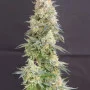 Насіння конопель RAINBOW MELON ™ від Fast Buds