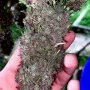 Семена конопли Original AUTO BLUEBERRY от Fast Buds