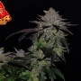 Насіння конопель GG4 Sherbet FF від Fast Buds