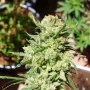 Семена конопли G14 Auto от Fast Buds