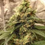 Сорт семян каннабиса Auto Fractal