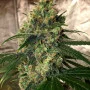 Сорт семян каннабиса Auto Fractal