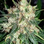 Сорт семян каннабиса Auto Fractal