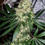 Сорт семян каннабиса Auto Fractal