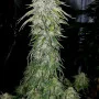 Сорт насіння канабісу Karibbean Mango від Kannabia Seeds