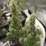 Сорт насіння канабісу Karibbean Mango від Kannabia Seeds