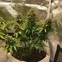 Cannabis seed variety Auto Lemon Zkittlez
